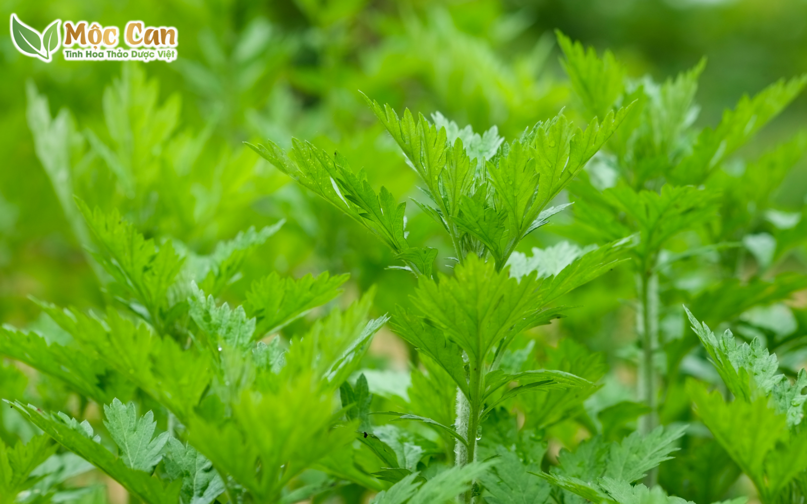 NGẢI CỨU - CỨU SỨC KHỎE CHỚ DÙNG NHIỀU 1
